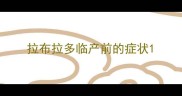 拉布拉多临产前的症状