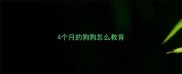 4个月的狗狗怎么教育