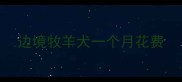 边境牧羊犬一个月花费