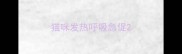 猫咪发热呼吸急促