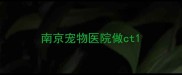 南京宠物医院做ct