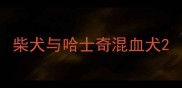 柴犬与哈士奇混血犬