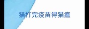 猫打完疫苗得猫瘟