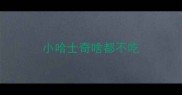小哈士奇啥都不吃