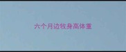 六个月边牧身高体重
