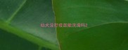 幼犬没打疫苗能洗澡吗