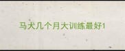 马犬几个月大训练最好