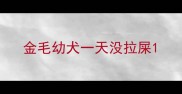 金毛幼犬一天没拉屎