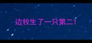 边牧生了一只第二