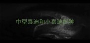 中型泰迪和小泰迪配种