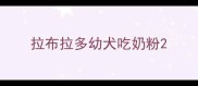 拉布拉多幼犬吃奶粉