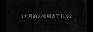 3个月的边牧相当于几岁
