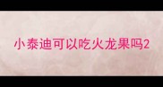 小泰迪可以吃火龙果吗
