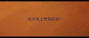 幼犬哈士奇狗咬胶