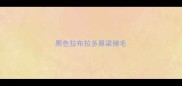 黑色拉布拉多鼻梁掉毛