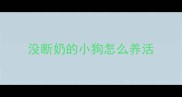 没断奶的小狗怎么养活