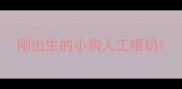 刚出生的小狗人工喂奶