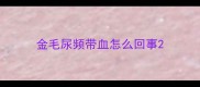 金毛尿频带血怎么回事