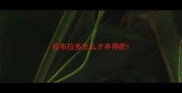 拉布拉多怎么才养得肥
