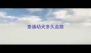 泰迪幼犬多久走路