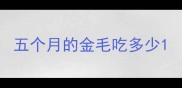 五个月的金毛吃多少