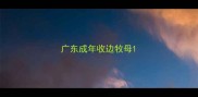 广东成年收边牧母