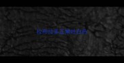 拉布拉多正常吐白色
