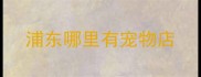 浦东哪里有宠物店