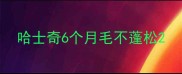 哈士奇6个月毛不蓬松