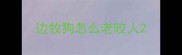 边牧狗怎么老咬人