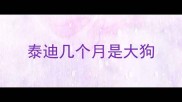 泰迪几个月是大狗