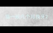 猫一般几个月换牙