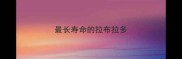 最长寿命的拉布拉多