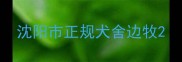沈阳市正规犬舍边牧
