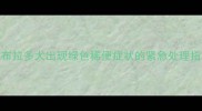 拉布拉多犬出现绿色稀便症状的紧急处理指南
