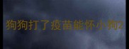 狗狗打了疫苗能怀小狗