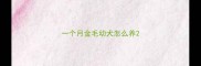 一个月金毛幼犬怎么养