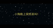 小狗晚上突然哀叫