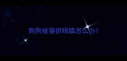 狗狗被猫抓眼睛怎么办