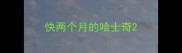 快两个月的哈士奇