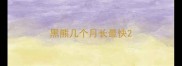 黑熊几个月长最快
