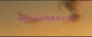 宠物店的宠物要预定吗