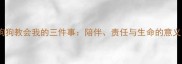 狗狗教会我的三件事陪伴责任与生命的意义