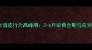 泰迪犬调皮行为高峰期3-6月龄黄金期与应对策略