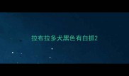 拉布拉多犬黑色有白抓