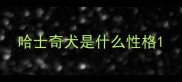 哈士奇犬是什么性格