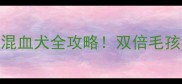 哈士奇边牧混血犬全攻略双倍毛孩的颜值与性格