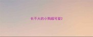 长不大的小狗超可爱
