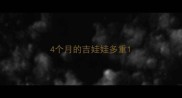 4个月的吉娃娃多重