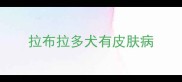 拉布拉多犬有皮肤病